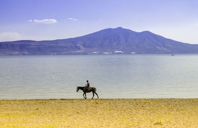 Horse on beach against mountains