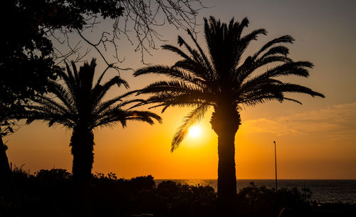 Silhouette palm trees against sky during sunset