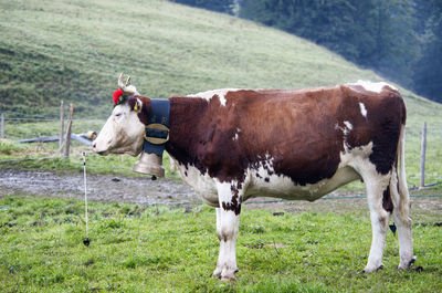 Cows standing in a field