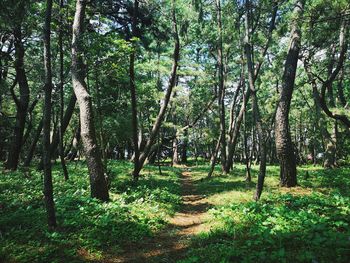 Trees growing in forest