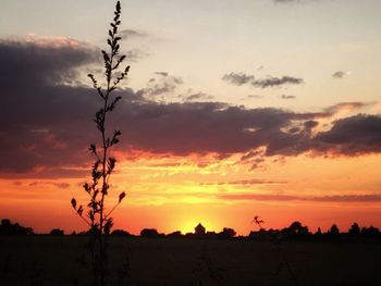 Silhouette trees on field against sky during sunset