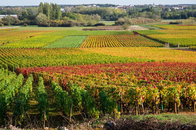 View of vineyard