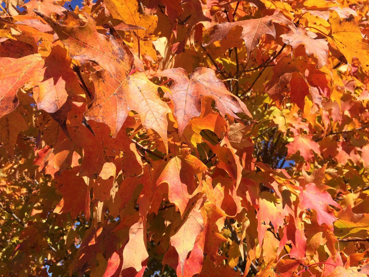 FULL FRAME SHOT OF MAPLE LEAVES ON PLANT