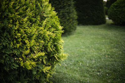 Plants growing at park