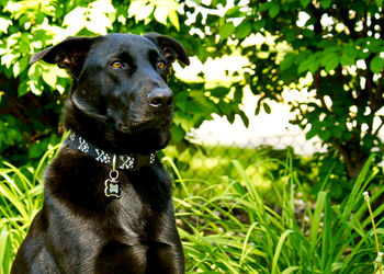 Close-up of a dog on field