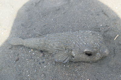 Close-up of crab on sand