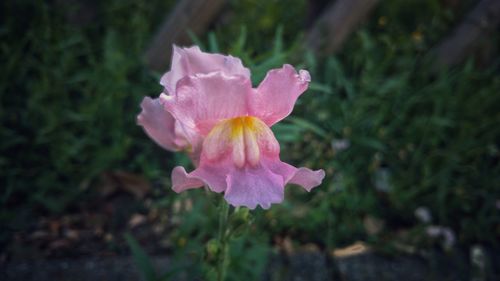 Close-up of pink flower blooming outdoors