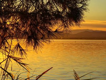 Silhouette tree by sea against orange sky