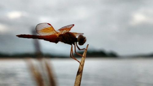 Close-up of insect against sky