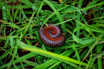 High angle view of insect on grass