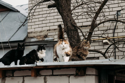 Cats relaxing in a building