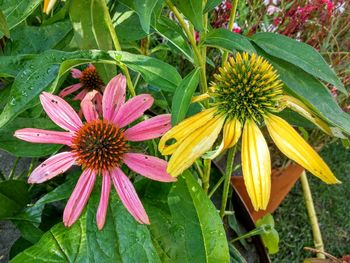 High angle view of coneflowers blooming outdoors