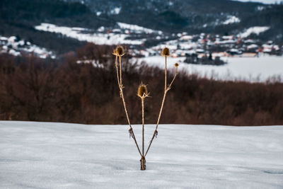 Close-up of frozen landscape during winter