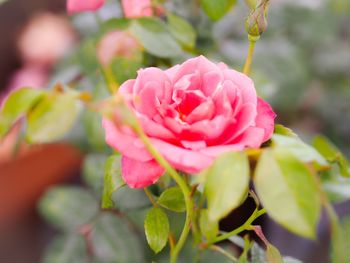 Close-up of pink flower