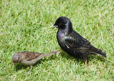 Black bird perching on grass