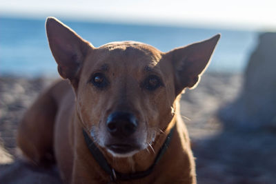 Close-up portrait of dog