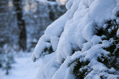 Close-up of snow covered plants