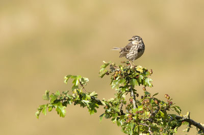 Close-up of bird perching on plant