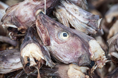 Close-up of dried fishes in market