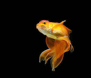 Close-up of fish swimming in sea