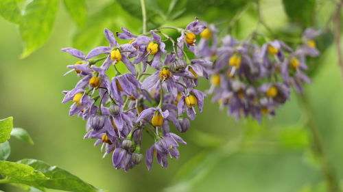 Close-up of purple flowering plant