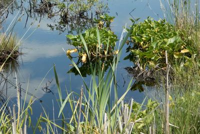 Plants growing in water