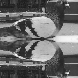 Close-up of bird perching on wall