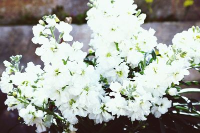 White flowers blooming in spring