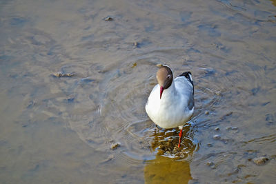 High angle view of seagull on lake