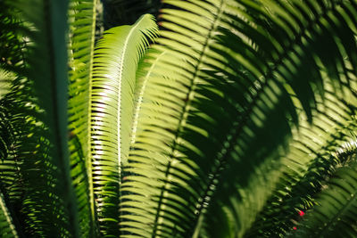 Close-up of green leaves