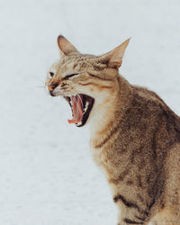 Close-up of cat yawning