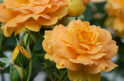 Close-up of yellow rose