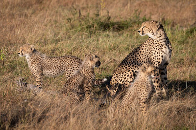 Cheetah sitting on field in zoo