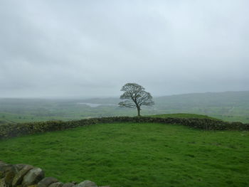 Tree on field against sky