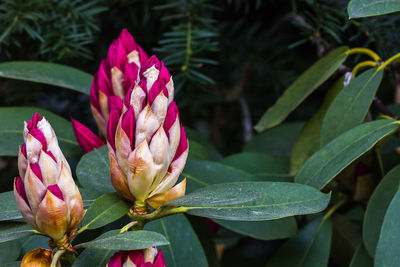 Close-up of pink flower blooming outdoors