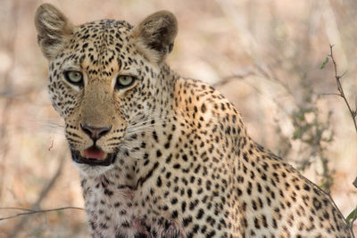 Close-up of leopard 