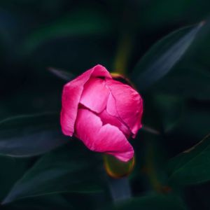 Close-up of pink rose