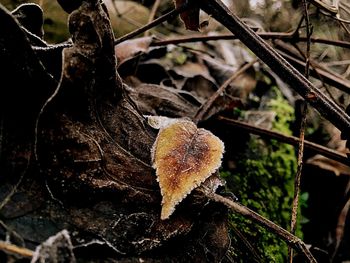 Close-up of mushroom growing on field