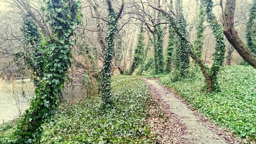 Footpath amidst trees