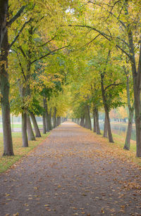 Footpath amidst trees in park during autumn