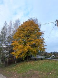 Autumn trees on field against sky