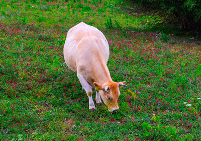 View of dog on field