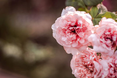 Close-up of pink rose