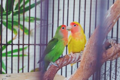 Lovebirds perching on wood in cage