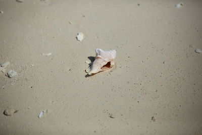 High angle view of shells on sand