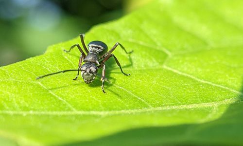 Close-up of insect on leaf