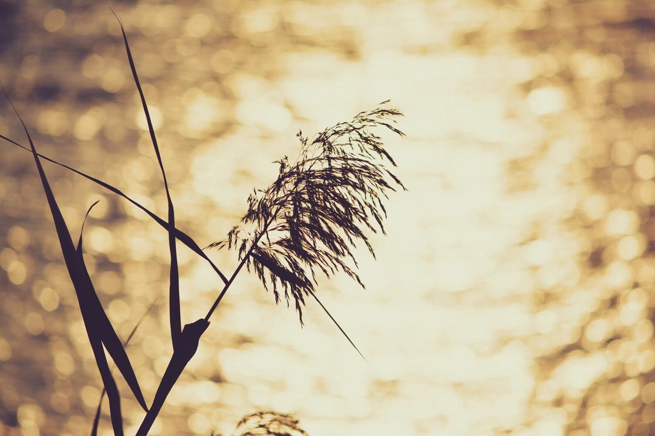 sunset, focus on foreground, tranquility, nature, close-up, dry, sky, plant, growth, twig, silhouette, beauty in nature, selective focus, branch, dead plant, stem, tranquil scene, outdoors, no people, scenics