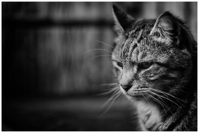 Close-up of cat looking away