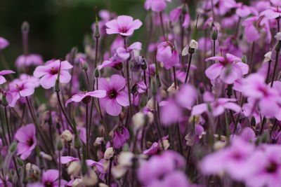 Close-up of purple flowers