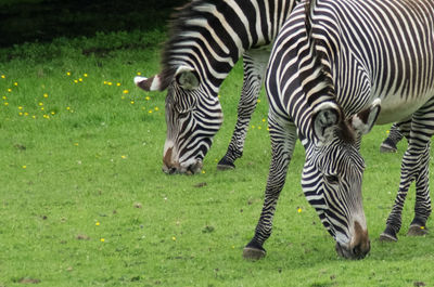 Zebras on field